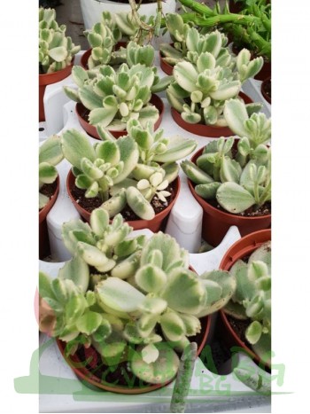 Котиледон(Cotyledon ladismithiensis variegated)